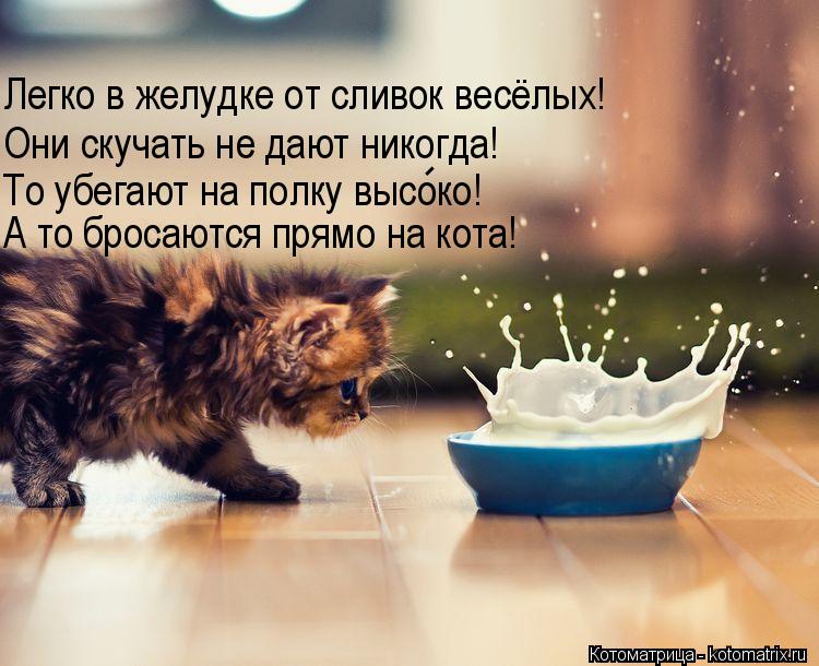 Легко в желудке от сливок весёлых! Они скучать не дают никогда! То убегают на полку высоко! А то брос... Котоматрица: Легко в желудке от сливок весёлых! Они скучать не дают никогда! То убегают на полку высоко! А то бросаются прямо на кота! -
