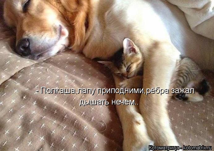 - Полкаша,лапу приподними,рёбра зажал дышать нечем..... Котоматрица: - Полкаша,лапу приподними,рёбра зажал дышать нечем..