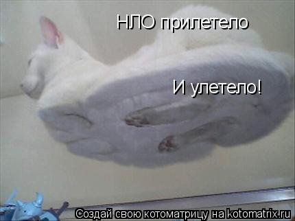 НЛО прилетело И улетело!... Котоматрица: НЛО прилетело И улетело!