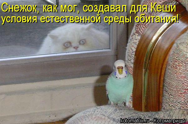 Снежок, как мог, создавал для Кеши условия естественной среды обитания!... Котоматрица: Снежок, как мог, создавал для Кеши условия естественной среды обитания!