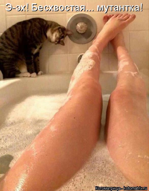 Э-эх! Бесхвостая... мутантка!... Котоматрица: Э-эх! Бесхвостая... мутантка!