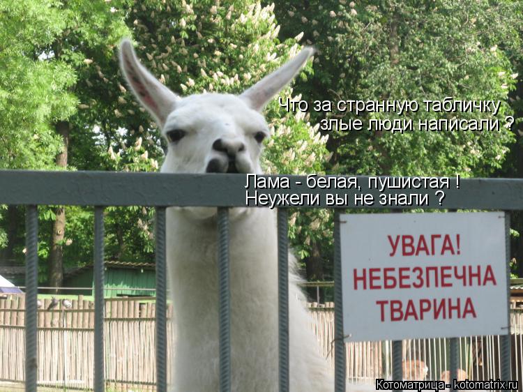 Что за странную табличку злые люди написали ? Лама - белая, пушистая ! Неужели вы не знали ?... Котоматрица: Что за странную табличку злые люди написали ? Лама - белая, пушистая ! Неужели вы не знали ?