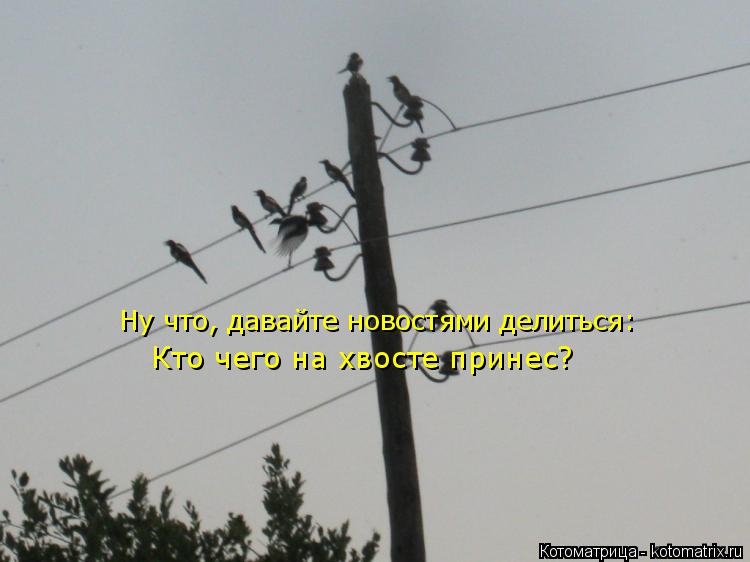 Кто чего на хвосте принес? Ну что, давайте новостями делиться:... Котоматрица: Кто чего на хвосте принес? Ну что, давайте новостями делиться: