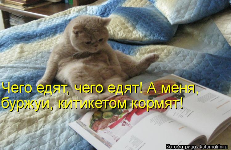 Чего едят, чего едят! А меня, буржуи, китикетом кормят!... Котоматрица: Чего едят, чего едят! А меня, буржуи, китикетом кормят!