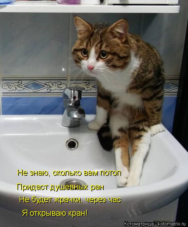 Не знаю, сколько вам потоп Придаст душевных ран Не будет жрачки, через час Я открываю кран!... Котоматрица: Не знаю, сколько вам потоп Придаст душевных ран Не будет жрачки, через час Я открываю кран!