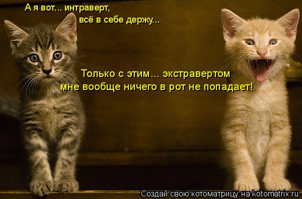 мне вообще ничего в рот не попадает! Только с этим... экстравертом А я вот... интраверт, всё в себе д... Котоматрица: мне вообще ничего в рот не попадает! Только с этим... экстравертом А я вот... интраверт, всё в себе держу...