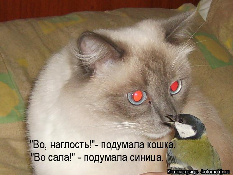 "Во, наглость!"- подумала кошка. "Во сала!" - подумала синица.... Котоматрица: "Во, наглость!"- подумала кошка. "Во сала!" - подумала синица.
