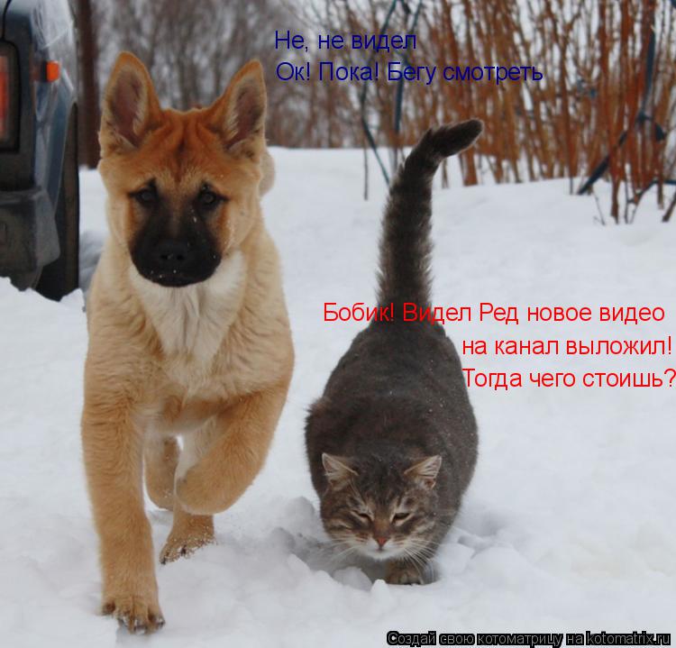 на канал выложил! Не, не видел Ок! Пока! Бегу смотреть Бобик! Видел Ред новое видео Тогда чего стоишь... Котоматрица: на канал выложил! Не, не видел Ок! Пока! Бегу смотреть Бобик! Видел Ред новое видео Тогда чего стоишь?