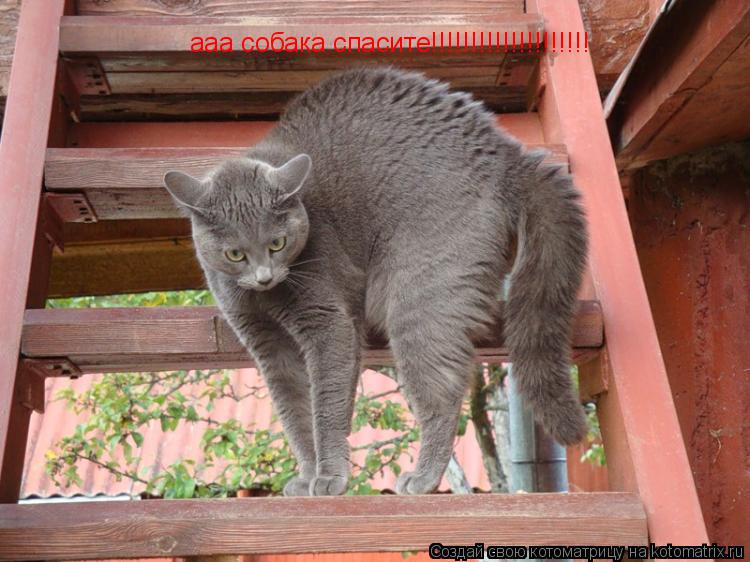 ааа собака спасите!!!!!!!!!!!!!!!!!!!!... Котоматрица: ааа собака спасите!!!!!!!!!!!!!!!!!!!!