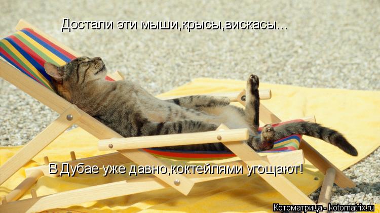 Достали эти мыши,крысы,вискасы... В Дубае уже давно,коктейлями угощают!... Котоматрица: Достали эти мыши,крысы,вискасы... В Дубае уже давно,коктейлями угощают!