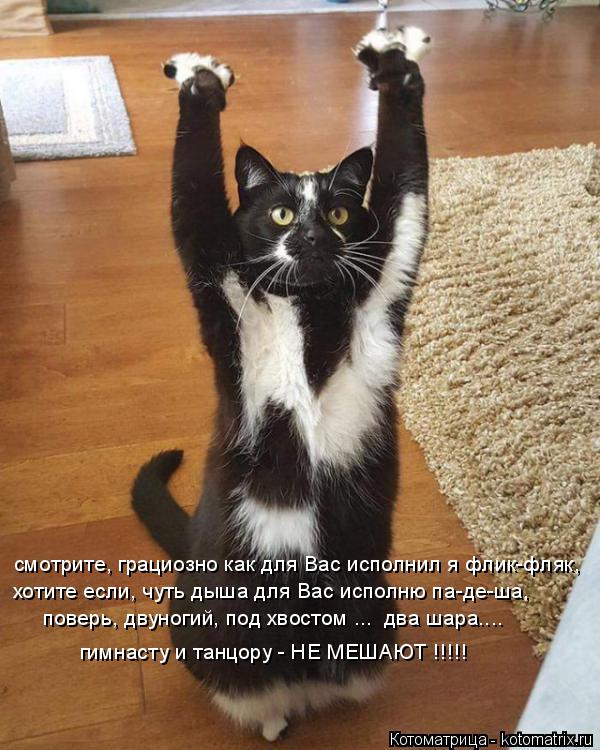 смотрите, грациозно как для Вас исполнил я флик-фляк, хотите если, чуть дыша для Вас исполню па-де-ша... Котоматрица: смотрите, грациозно как для Вас исполнил я флик-фляк, хотите если, чуть дыша для Вас исполню па-де-ша, поверь, двуногий, под хвостом ... два шар