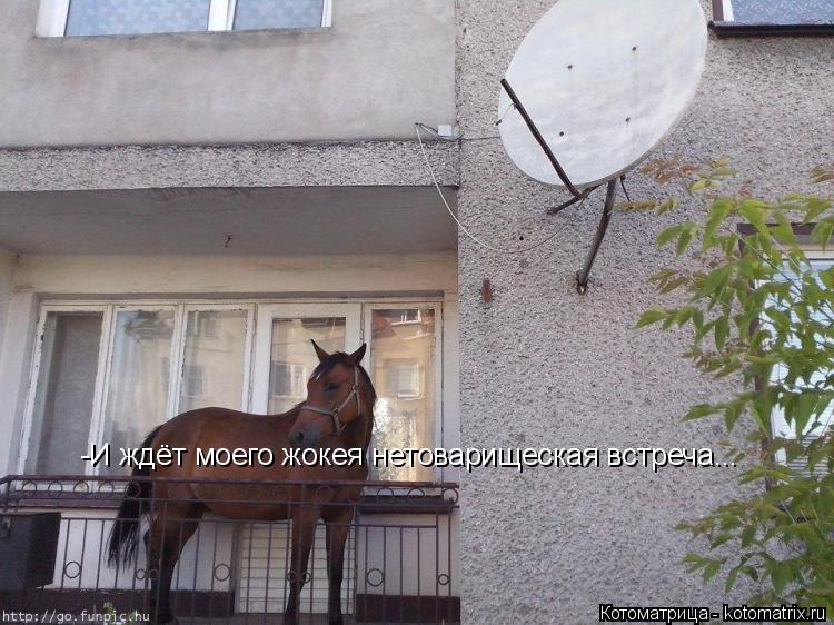 -И ждёт моего жокея нетоварищеская встреча...... Котоматрица: -И ждёт моего жокея нетоварищеская встреча...