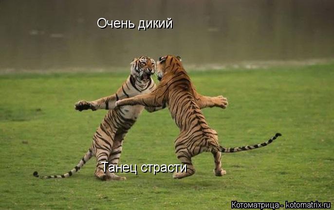 Очень дикий Танец страсти... Котоматрица: Очень дикий Танец страсти
