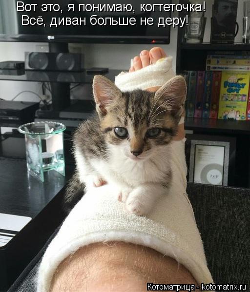 Вот это, я понимаю, когтеточка! Всё, диван больше не деру!... Котоматрица: Вот это, я понимаю, когтеточка! Всё, диван больше не деру!