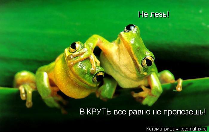 Не лезь! В КРУТЬ все равно не пролезешь!... Котоматрица: Не лезь! В КРУТЬ все равно не пролезешь!