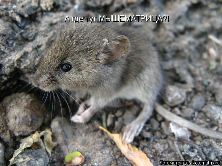 А где тут МЫШЕМАТРИЦА?!... Котоматрица: А где тут МЫШЕМАТРИЦА?!