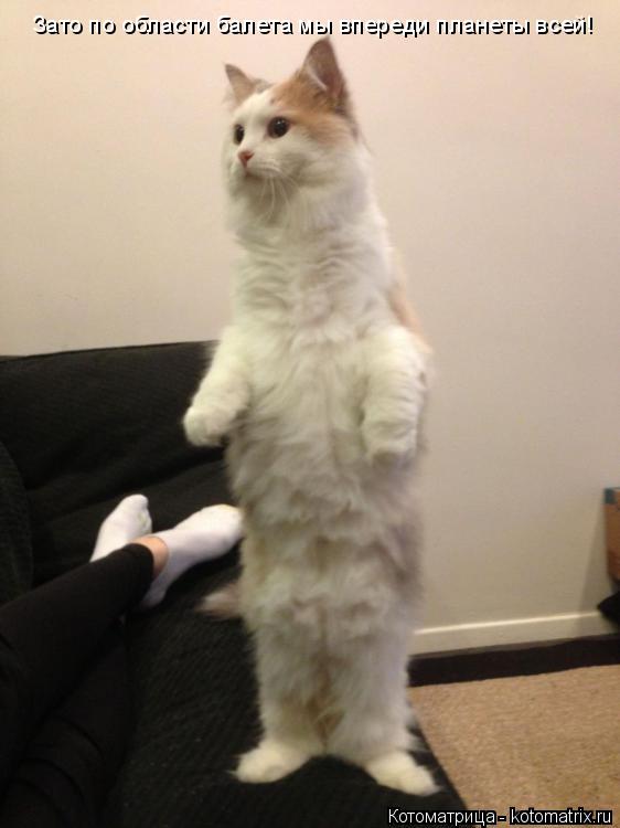Зато по области балета мы впереди планеты всей!... Котоматрица: Зато по области балета мы впереди планеты всей!