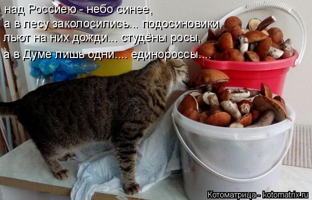 над Россиею - небо синее, а в лесу заколосились... подосиновики, льют на них дожди... студёны росы, ... Котоматрица: над Россиею - небо синее, а в лесу заколосились... подосиновики, льют на них дожди... студёны росы, а в Думе лишь одни.... единороссы....