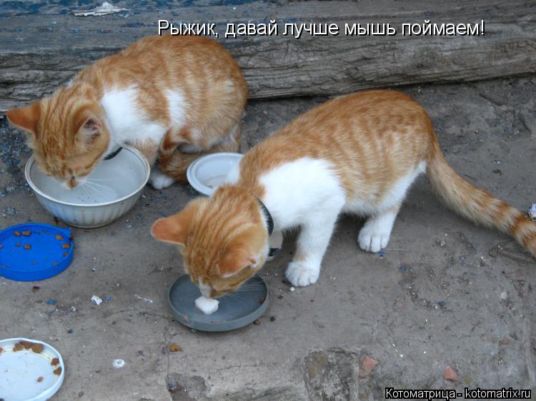 Рыжик, давай лучше мышь поймаем!... Котоматрица: Рыжик, давай лучше мышь поймаем!