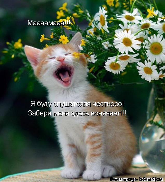 Маааамааа!!! Я буду слушатсяяя честнооо! Забери меня здесь воняяяет!!!... Котоматрица: Маааамааа!!! Я буду слушатсяяя честнооо! Забери меня здесь воняяяет!!!
