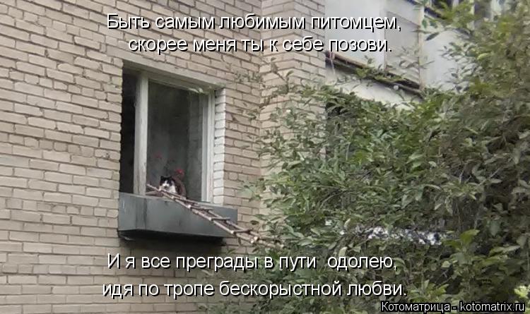 скорее меня ты к себе позови. идя по тропе бескорыстной любви. И я все преграды в пути одолею, Быть ... Котоматрица: скорее меня ты к себе позови. идя по тропе бескорыстной любви. И я все преграды в пути одолею, Быть самым любимым питомцем,