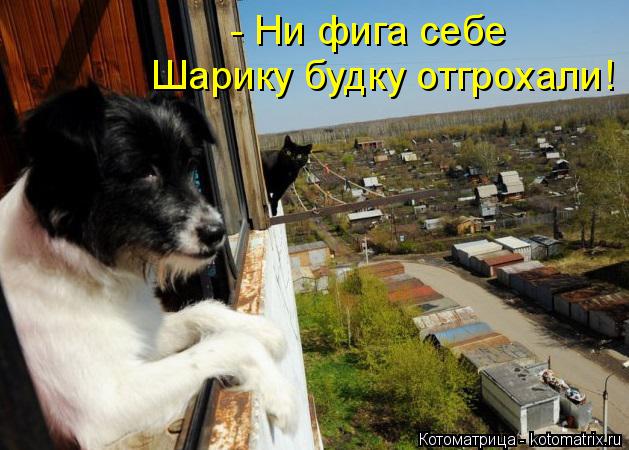 - Ни фига себе Шарику будку отгрохали!... Котоматрица: - Ни фига себе Шарику будку отгрохали!