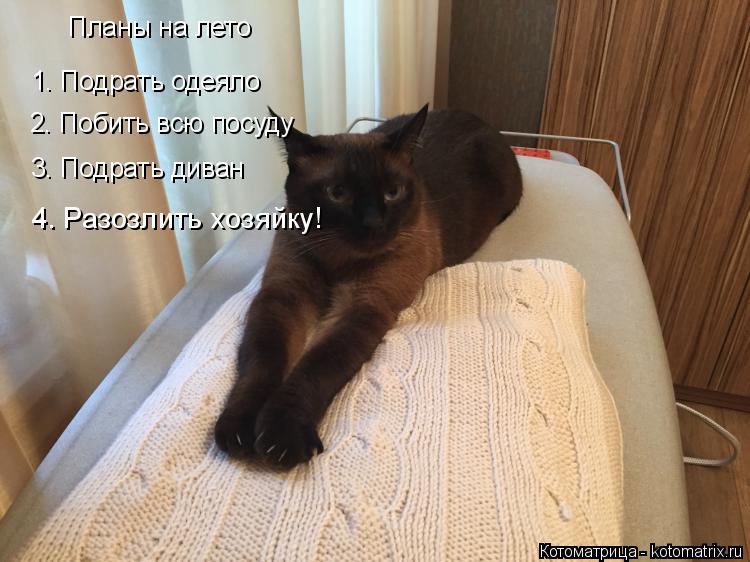 Планы на лето 1. Подрать одеяло 2. Побить всю посуду 3. Подрать диван 4. Разозлить хозяйку!... Котоматрица: Планы на лето 1. Подрать одеяло 2. Побить всю посуду 3. Подрать диван 4. Разозлить хозяйку!