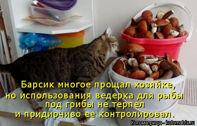 Барсик многое прощал хозяйке, но использования ведерка для рыбы под грибы не терпел и придирчиво ее... Котоматрица: Барсик многое прощал хозяйке, но использования ведерка для рыбы под грибы не терпел и придирчиво ее контролировал.