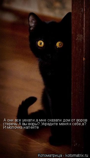 А они все уехали,а мне сказали дом от воров стеречь А вы воры?. Украдите меня к себе,а? И молочка нал... Котоматрица: А они все уехали,а мне сказали дом от воров стеречь А вы воры?. Украдите меня к себе,а? И молочка налейте