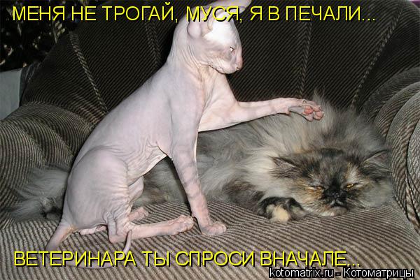 МЕНЯ НЕ ТРОГАЙ, МУСЯ, Я В ПЕЧАЛИ... ВЕТЕРИНАРА ТЫ СПРОСИ ВНАЧАЛЕ...... Котоматрица: МЕНЯ НЕ ТРОГАЙ, МУСЯ, Я В ПЕЧАЛИ... ВЕТЕРИНАРА ТЫ СПРОСИ ВНАЧАЛЕ...