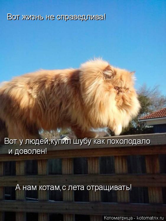 Вот жизнь не справедлива! Вот у людей,купил шубу как похолодало и доволен! А нам котам,с лета отращив... Котоматрица: Вот жизнь не справедлива! Вот у людей,купил шубу как похолодало и доволен! А нам котам,с лета отращивать!