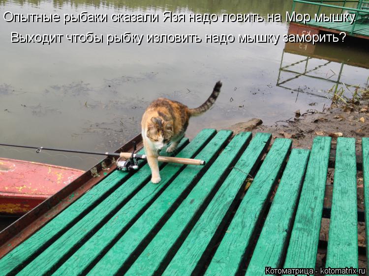 Опытные рыбаки сказали Язя надо ловить на Мор мышку. Выходит чтобы рыбку изловить надо мышку заморить... Котоматрица: Опытные рыбаки сказали Язя надо ловить на Мор мышку. Выходит чтобы рыбку изловить надо мышку заморить?