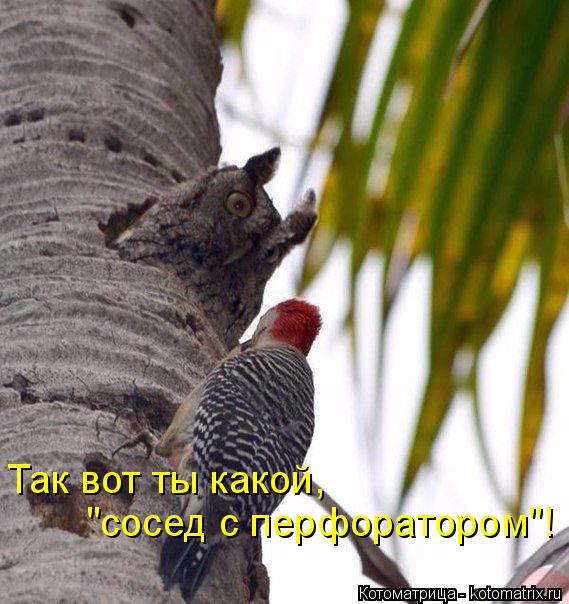 Так вот ты какой, "сосед с перфоратором"!... Котоматрица: Так вот ты какой, "сосед с перфоратором"!