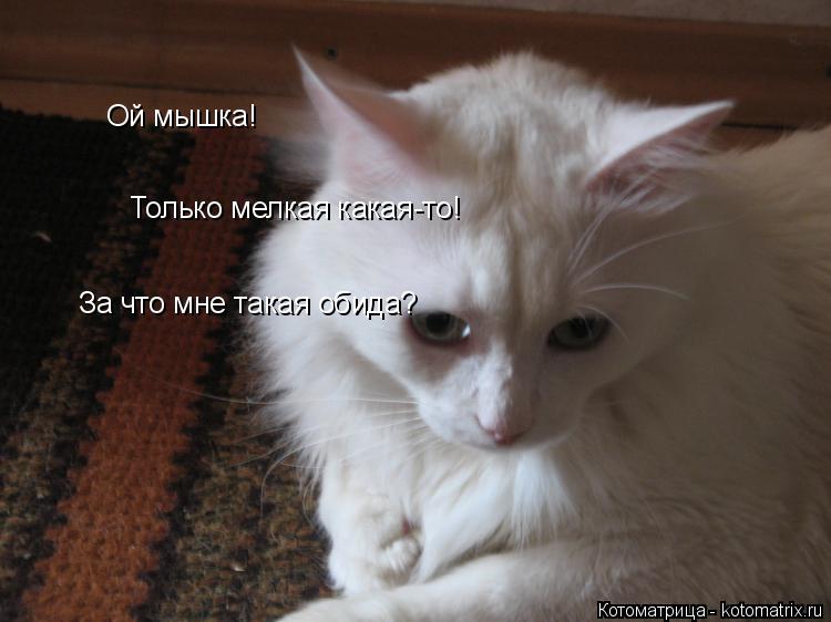 Ой мышка! Только мелкая какая-то! За что мне такая обида?... Котоматрица: Ой мышка! Только мелкая какая-то! За что мне такая обида?