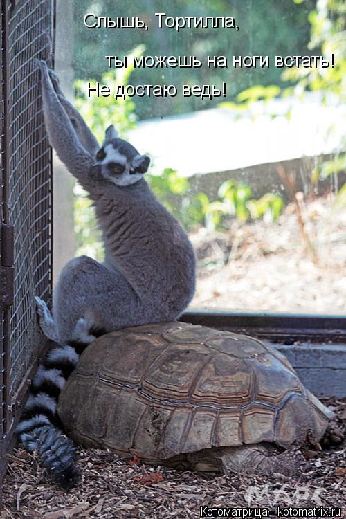 Слышь, Тортилла, ты можешь на ноги встать! Не достаю ведь!... Котоматрица: Слышь, Тортилла, ты можешь на ноги встать! Не достаю ведь!