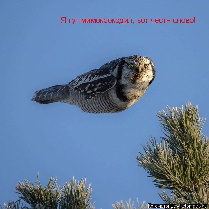 Я тут мимокрокодил, вот честн слово!... Котоматрица: Я тут мимокрокодил, вот честн слово!