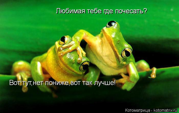 Любимая тебе где почесать? Вот тут,нет пониже,вот так лучше!... Котоматрица: Любимая тебе где почесать? Вот тут,нет пониже,вот так лучше!