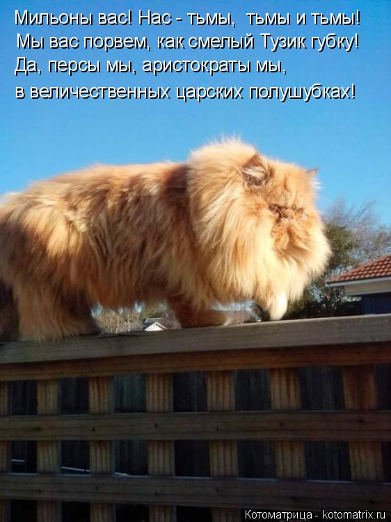 Да, персы мы, аристократы мы, в величественных царских полушубках! Мы вас порвем, как смелый Тузик гу... Котоматрица: Да, персы мы, аристократы мы, в величественных царских полушубках! Мы вас порвем, как смелый Тузик губку! Мильоны вас! Нас - тьмы, тьмы и тьмы!
