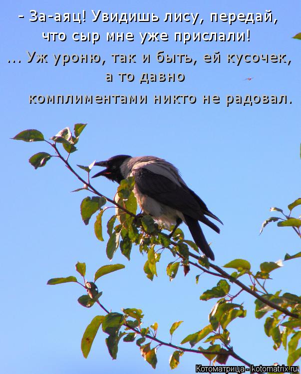 - За-аяц! Увидишь лису, передай, что сыр мне уже прислали! ... Уж уроню, так и быть, ей кусочек, а ... Котоматрица: - За-аяц! Увидишь лису, передай, что сыр мне уже прислали! ... Уж уроню, так и быть, ей кусочек, а то давно комплиментами никто не радовал.