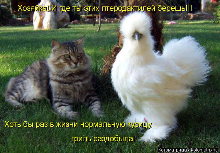 Хозяйка! И где ты этих птеродактилей берешь!!! Хоть бы раз в жизни нормальную курицу... гриль раздобы... Котоматрица: Хозяйка! И где ты этих птеродактилей берешь!!! Хоть бы раз в жизни нормальную курицу... гриль раздобыла!