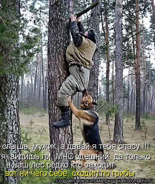слышь, мужик, а давай я тебя спасу !!! вот ни чего себе, сходил по грибы в наш лес редко кто заходит... Котоматрица: слышь, мужик, а давай я тебя спасу !!! вот ни чего себе, сходил по грибы в наш лес редко кто заходит... я, видишь ли, МЧС здешний, да только