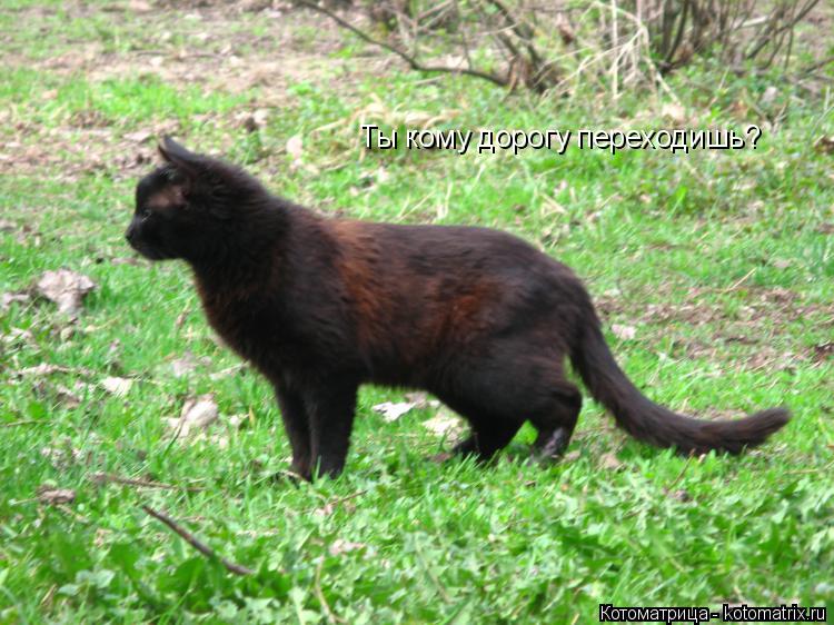 Ты кому дорогу переходишь?... Котоматрица: Ты кому дорогу переходишь?