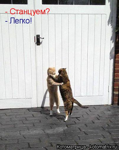 - Станцуем? - Легко!... Котоматрица: - Станцуем? - Легко!