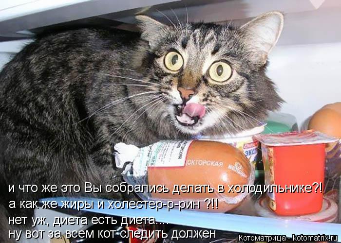 и что же это Вы собрались делать в холодильнике?! а как же жиры и холестер-р-рин ?!! нет уж, диета ес... Котоматрица: и что же это Вы собрались делать в холодильнике?! а как же жиры и холестер-р-рин ?!! нет уж, диета есть диета.... ну вот за всем кот следить должен
