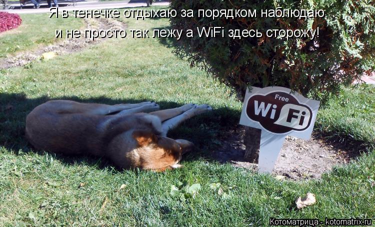 Я в тенечке отдыхаю за порядком наблюдаю, и не просто так лежу а WiFi здесь сторожу!... Котоматрица: Я в тенечке отдыхаю за порядком наблюдаю, и не просто так лежу а WiFi здесь сторожу!