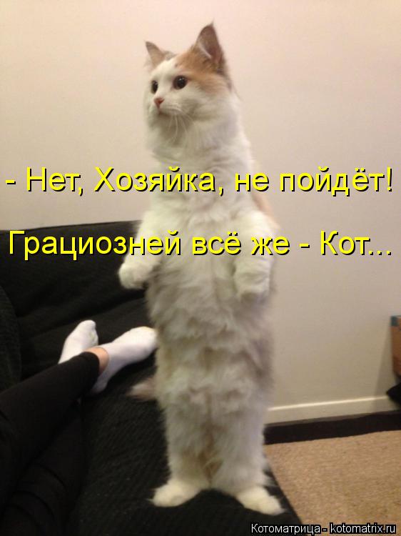 - Нет, Хозяйка, не пойдёт! Грациозней всё же - Кот...... Котоматрица: - Нет, Хозяйка, не пойдёт! Грациозней всё же - Кот...