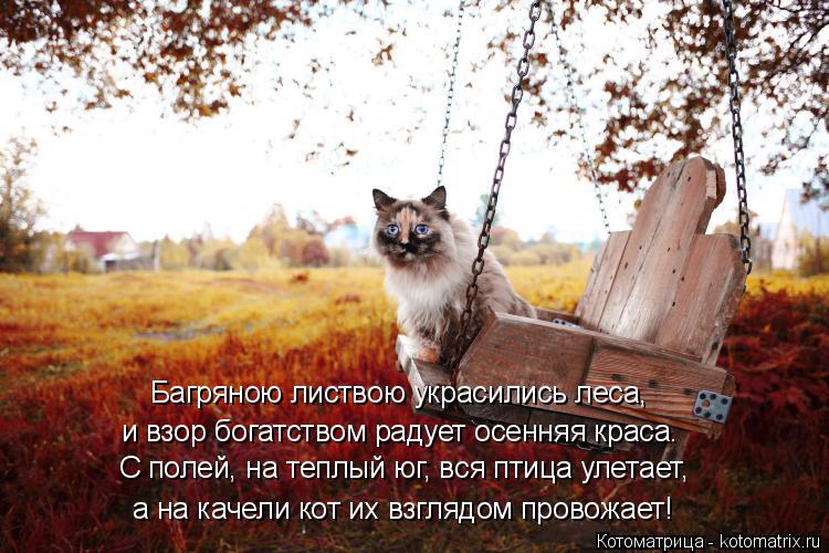 С полей, на теплый юг, вся птица улетает, а на качели кот их взглядом провожает! Багряною листвою укр... Котоматрица: С полей, на теплый юг, вся птица улетает, а на качели кот их взглядом провожает! Багряною листвою украсились леса, и взор богатством радует о