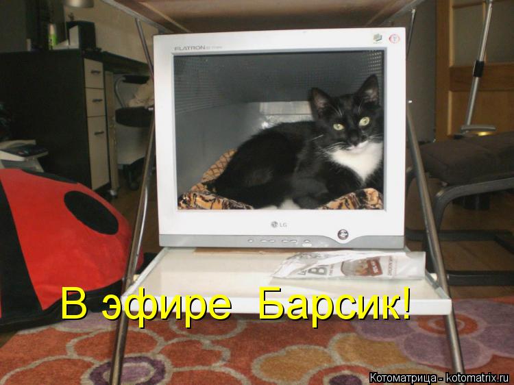 В эфире Барсик!... Котоматрица: В эфире Барсик!