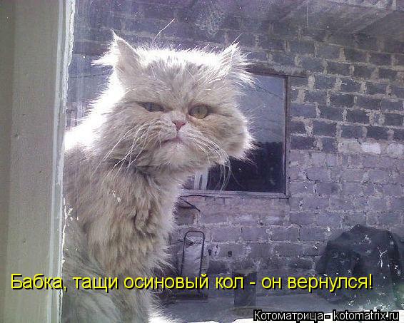 Бабка, тащи осиновый кол - он вернулся!... Котоматрица: Бабка, тащи осиновый кол - он вернулся!