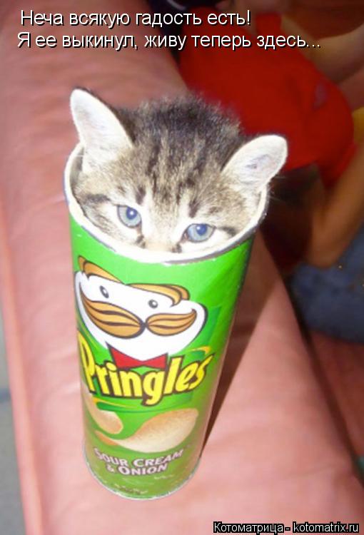 Неча всякую гадость есть! Я ее выкинул, живу теперь здесь...... Котоматрица: Неча всякую гадость есть! Я ее выкинул, живу теперь здесь...